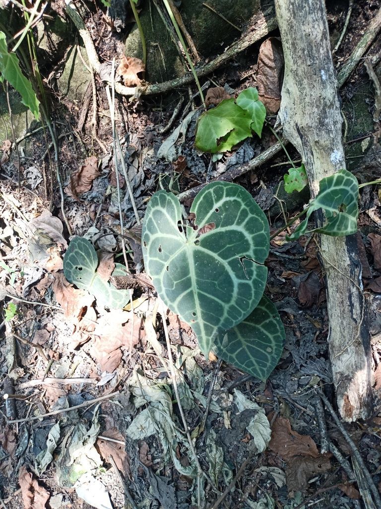 Anthurium clarinervium in the wild