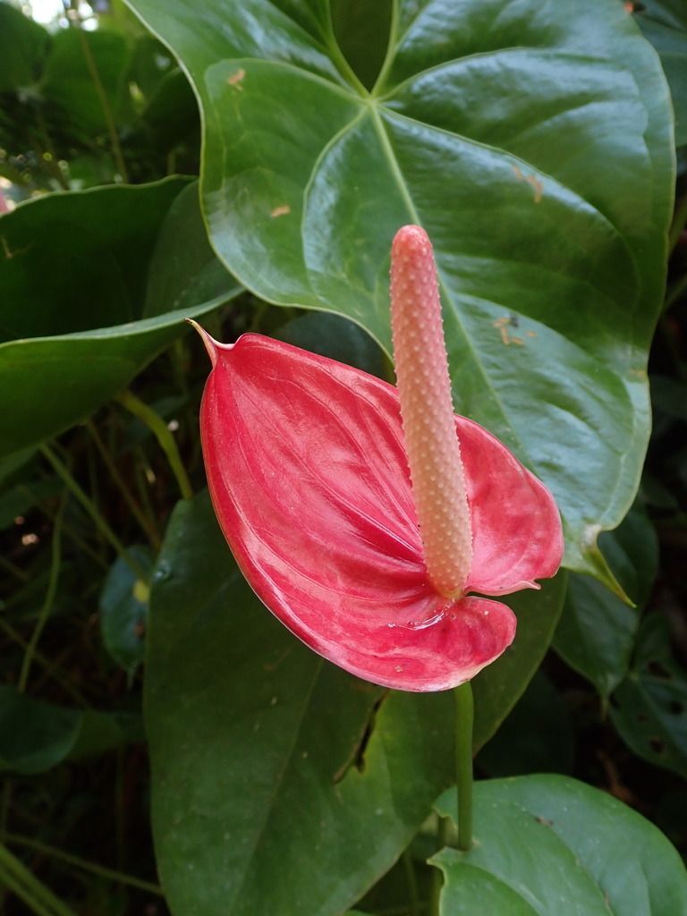 Anthurium in the wild