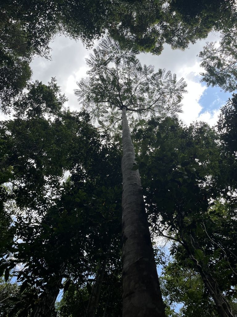 Aralia in the wild
