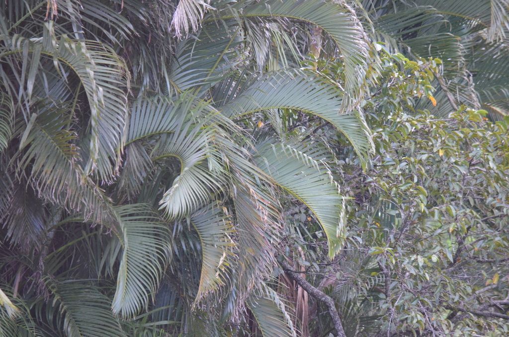 Areca Palm in the wild