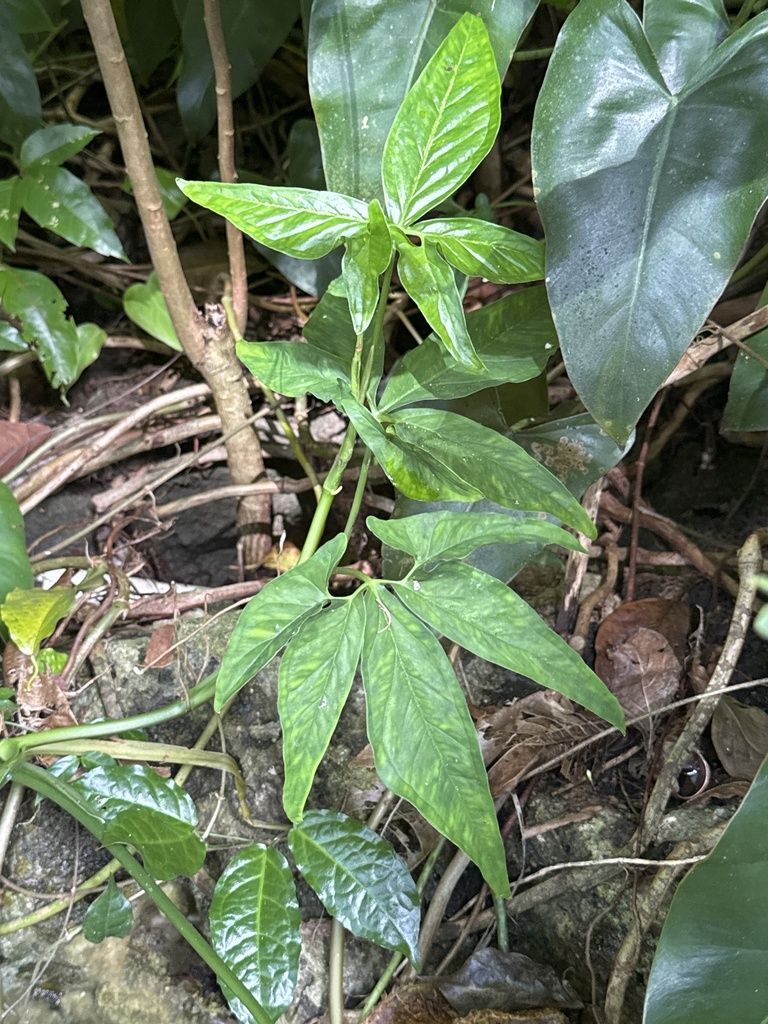 Arrowhead Plant in the wild