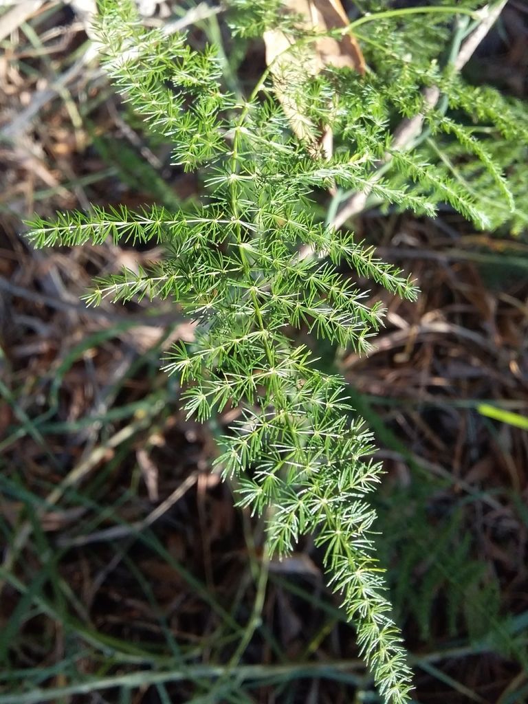 Asparagus Fern in the wild