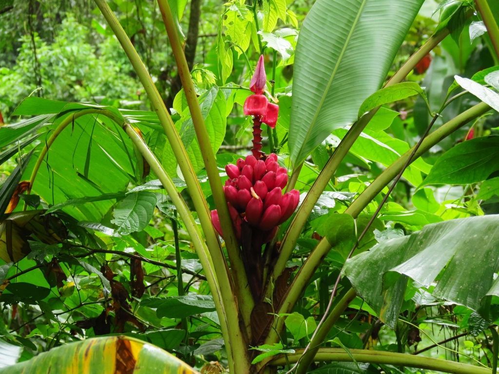 Banana Plant in the wild