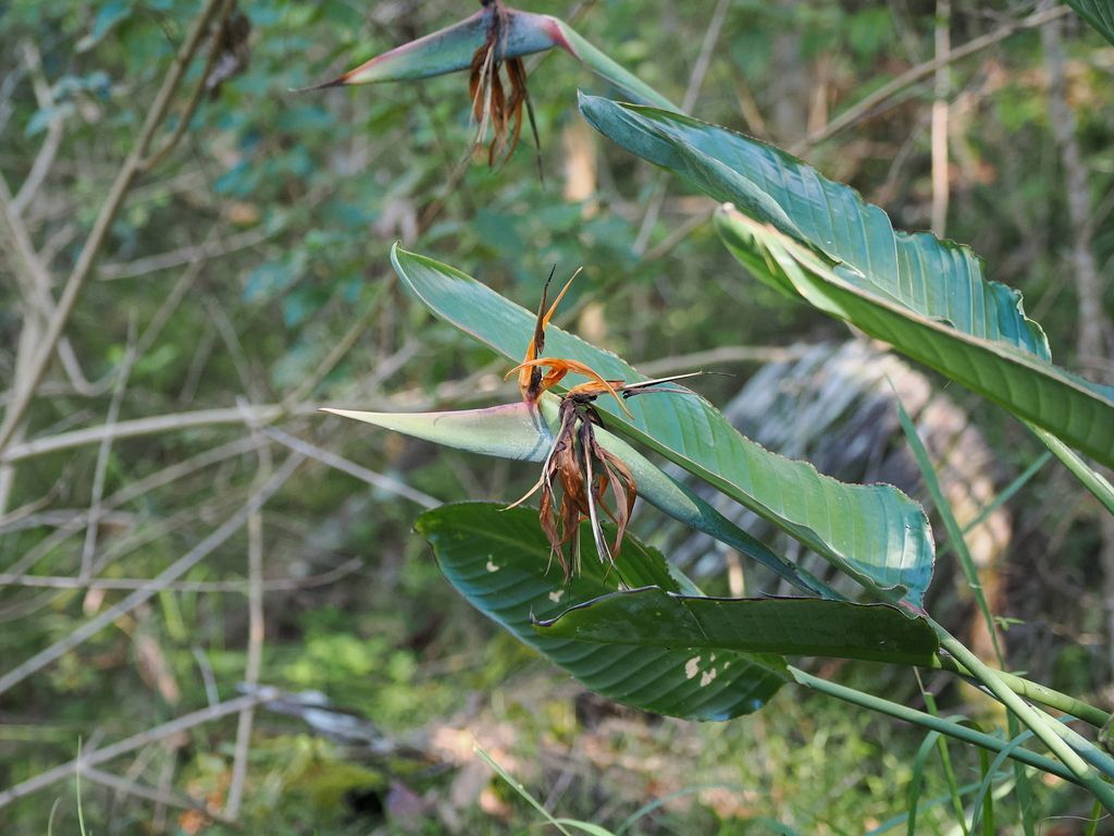Bird of Paradise in the wild