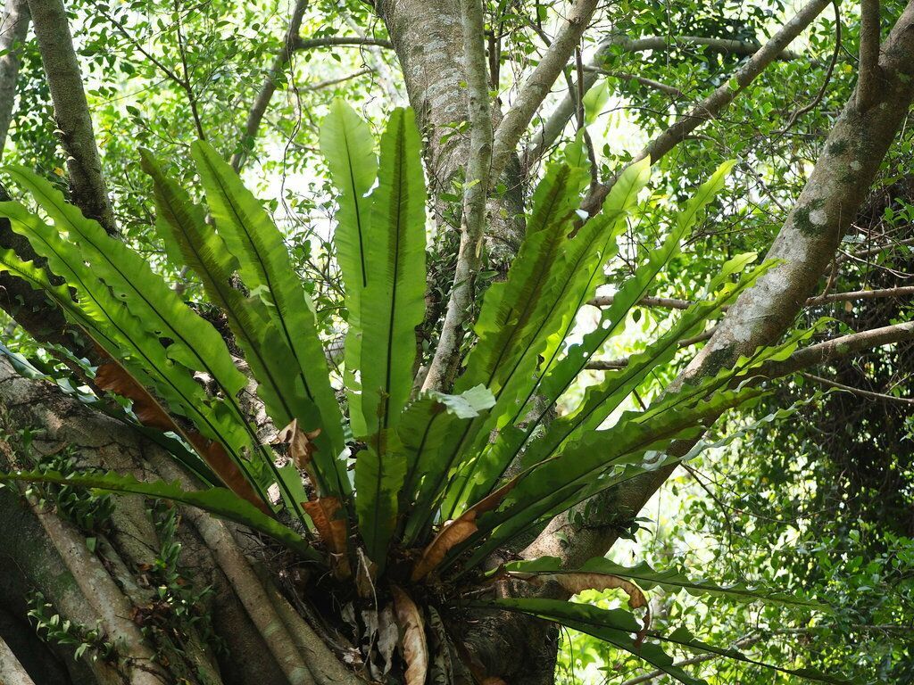 Bird's Nest Fern in the wild