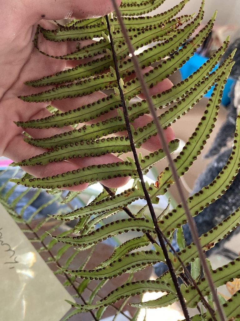 Boston Fern in the wild