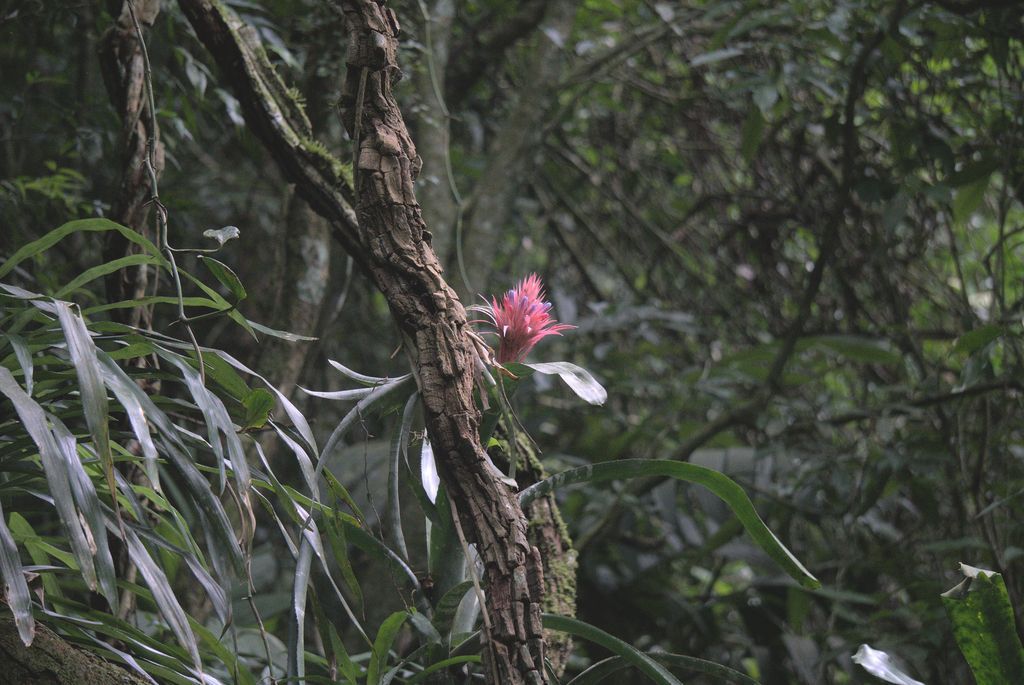 Bromeliad in the wild