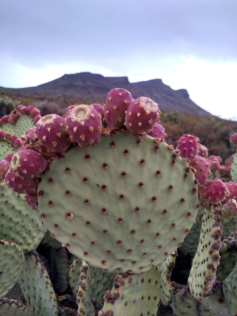 Bunny Ear Cactus in the wild
