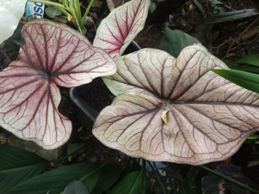 Caladium in the wild