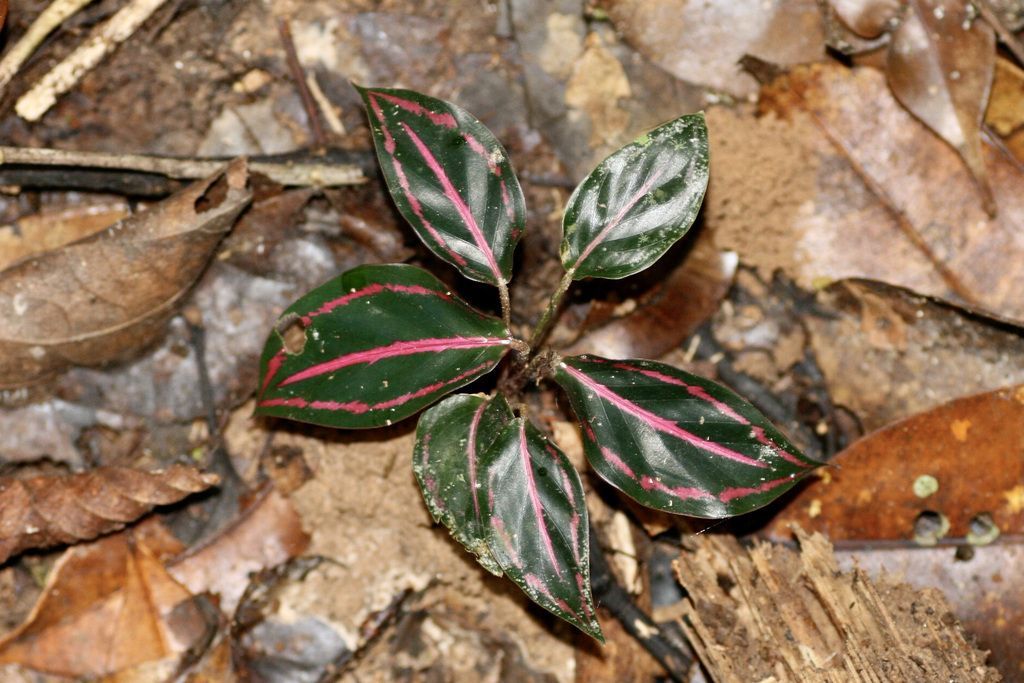 Calathea in the wild