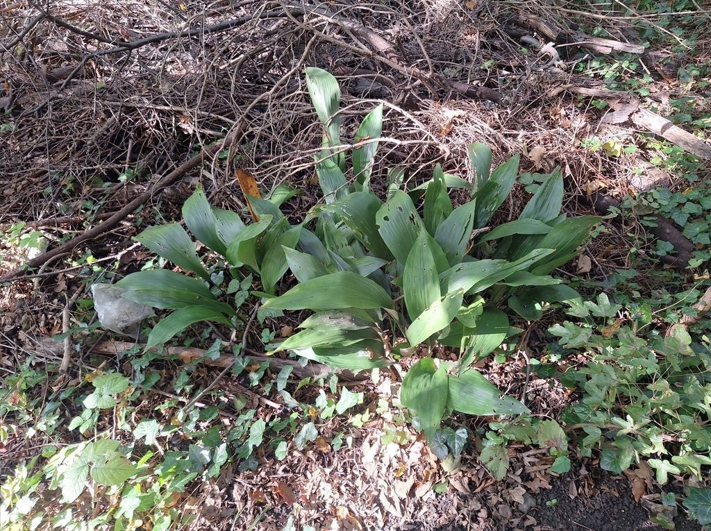 Cast Iron Plant in the wild