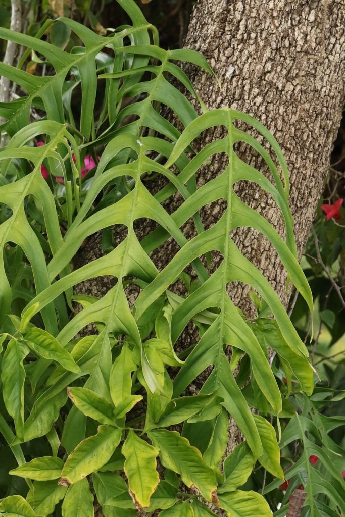 Cebu Blue Pothos in the wild