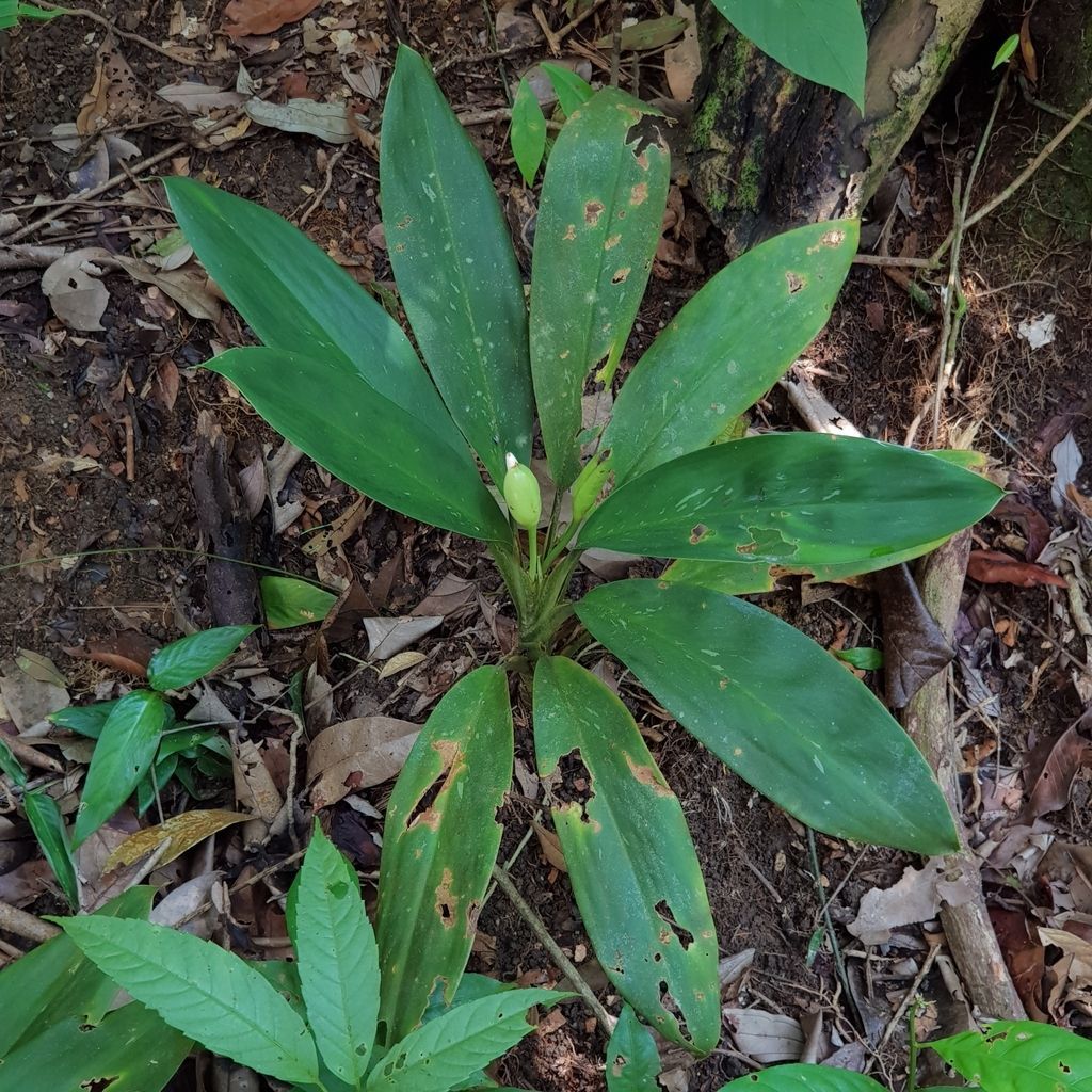 Chinese Evergreen in the wild