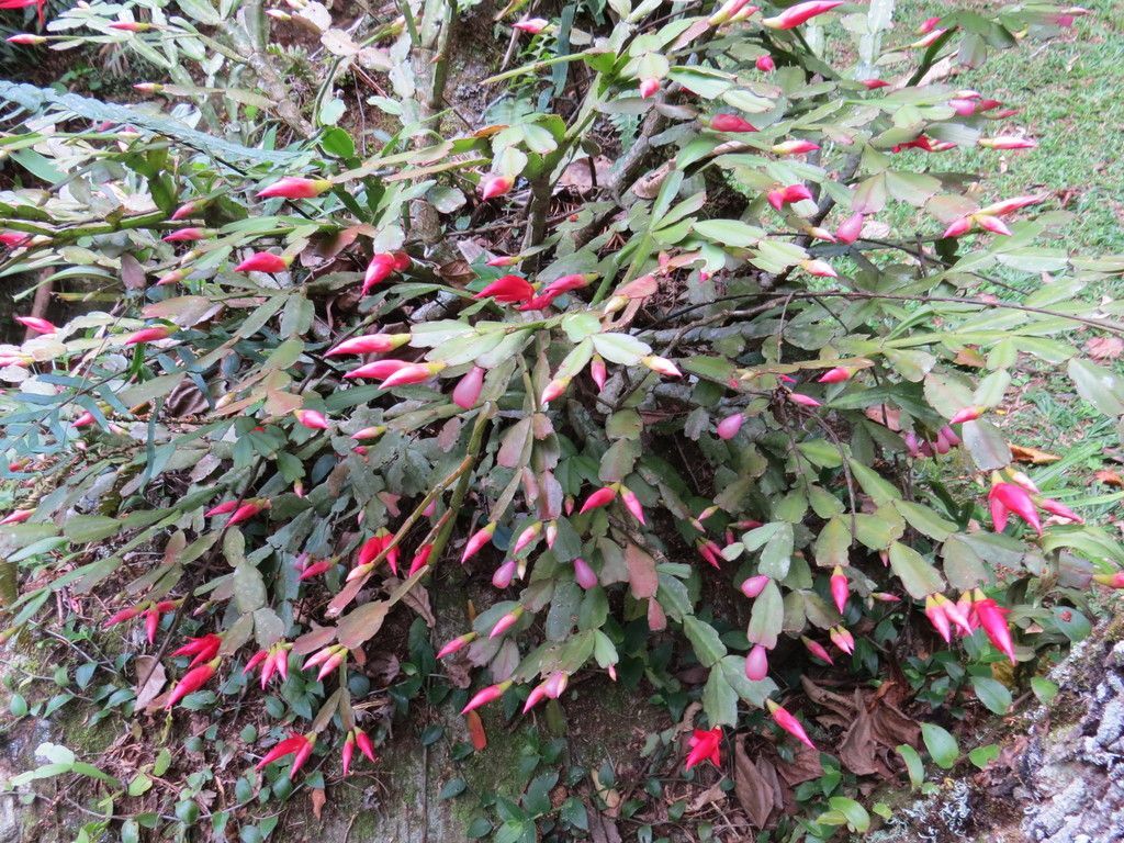 Christmas Cactus in the wild