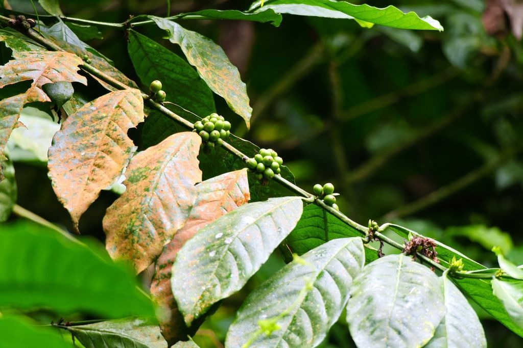 Coffee Plant in the wild