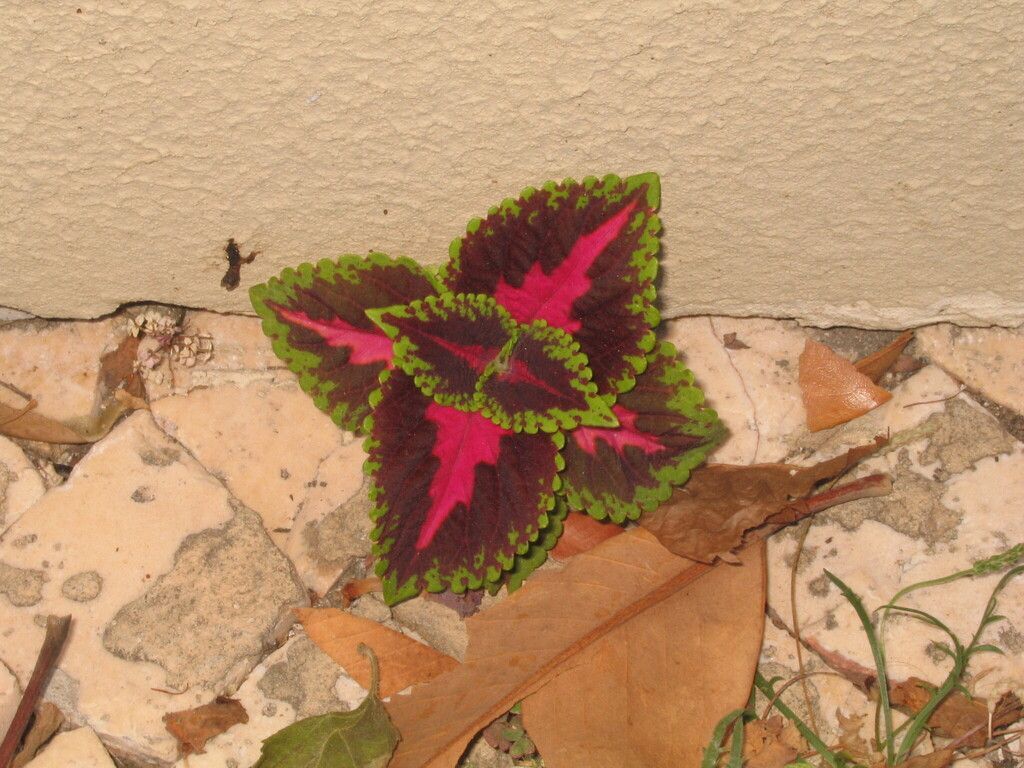 Coleus in the wild