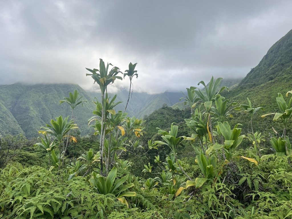 Cordyline in the wild