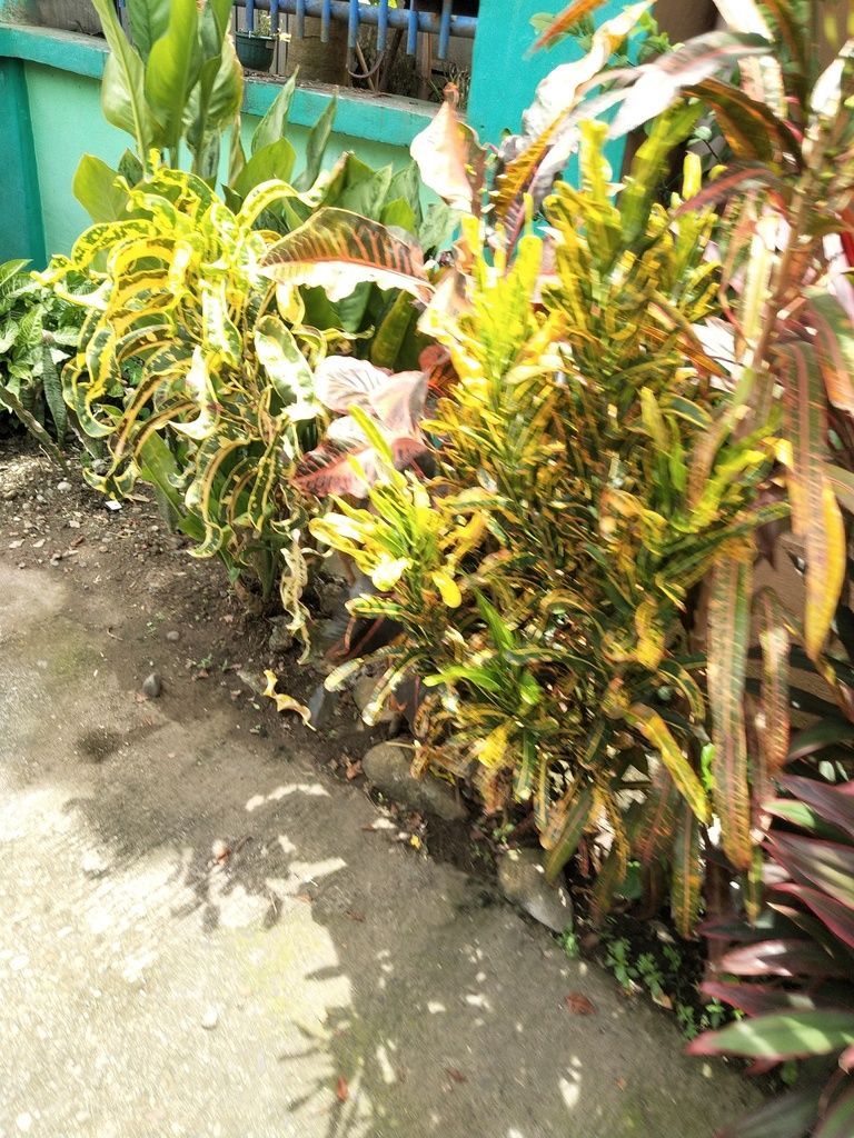 Croton in the wild