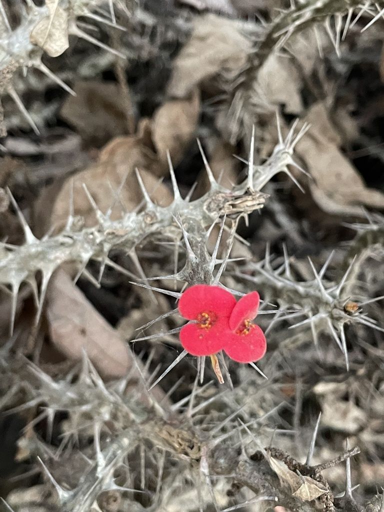 Crown of Thorns in the wild