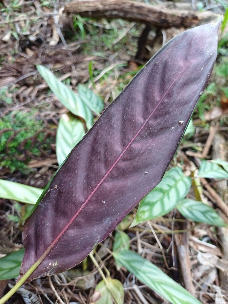 Ctenanthe in the wild