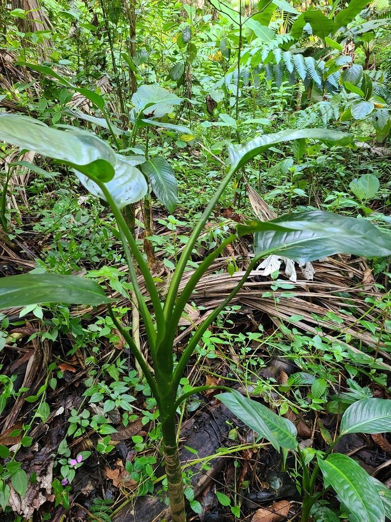Dieffenbachia in the wild