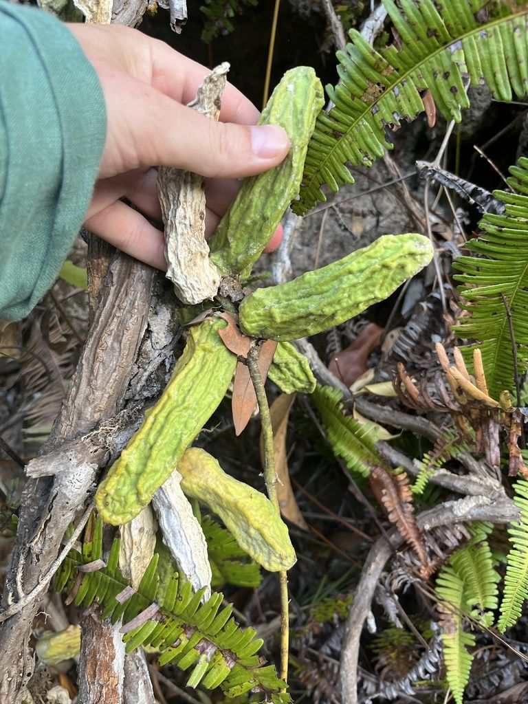 Dischidia in the wild