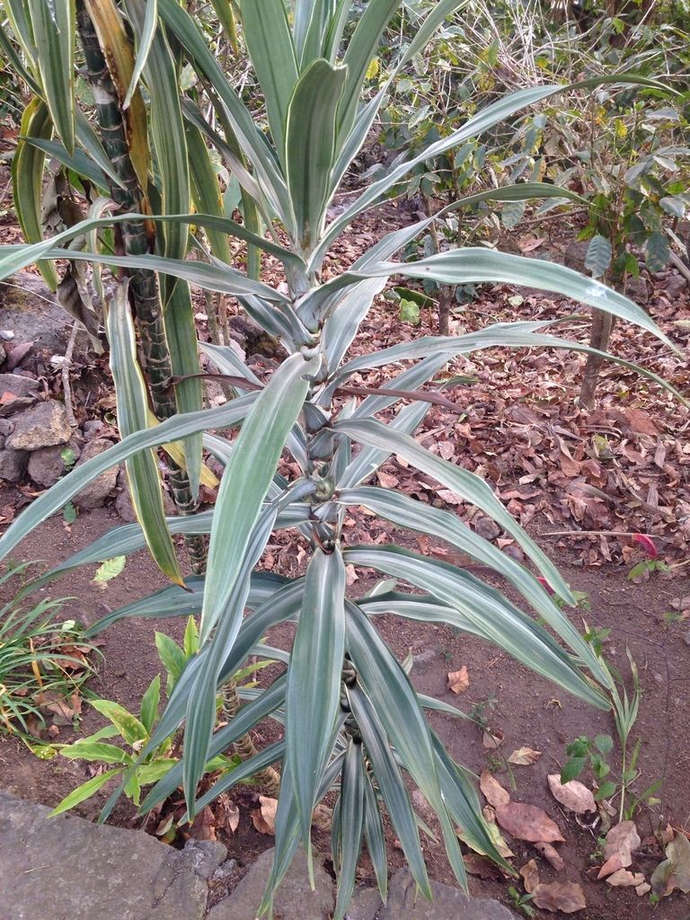 Corn Plant in the wild