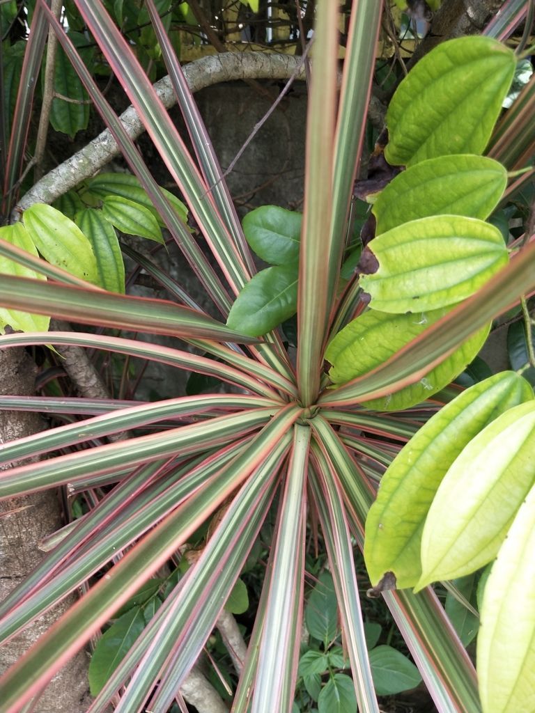 Dragon Tree in the wild