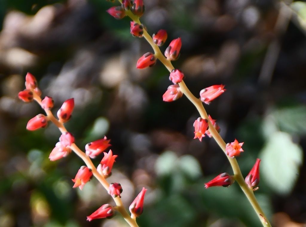 Echeveria in the wild