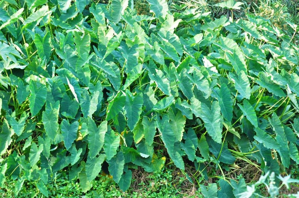 Elephant Ear in the wild