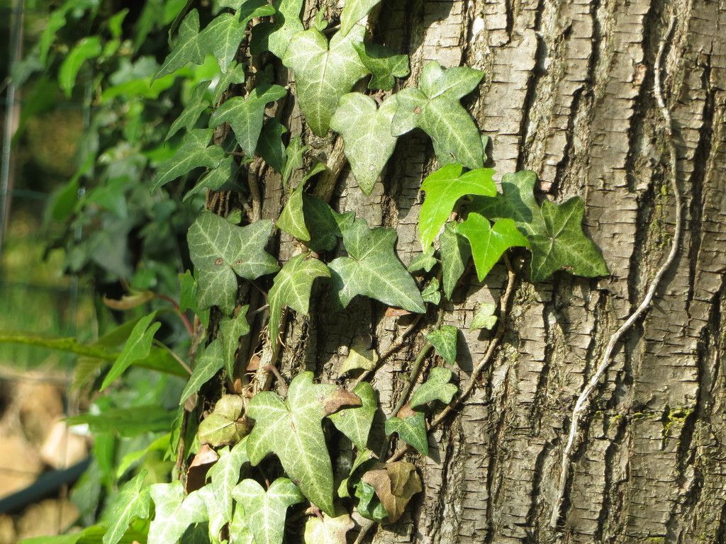 English Ivy in the wild