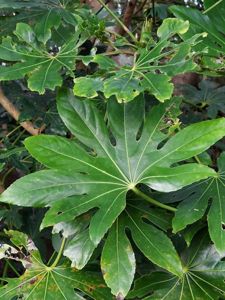 Japanese Aralia in the wild