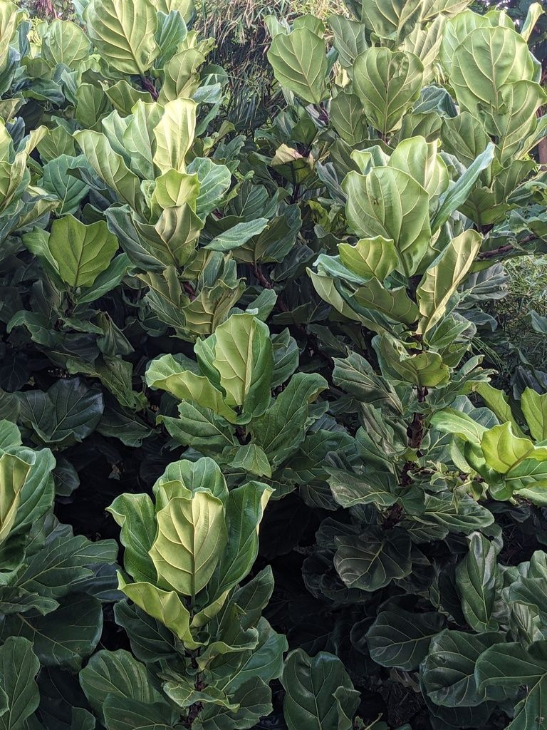 Fiddle Leaf Fig in the wild