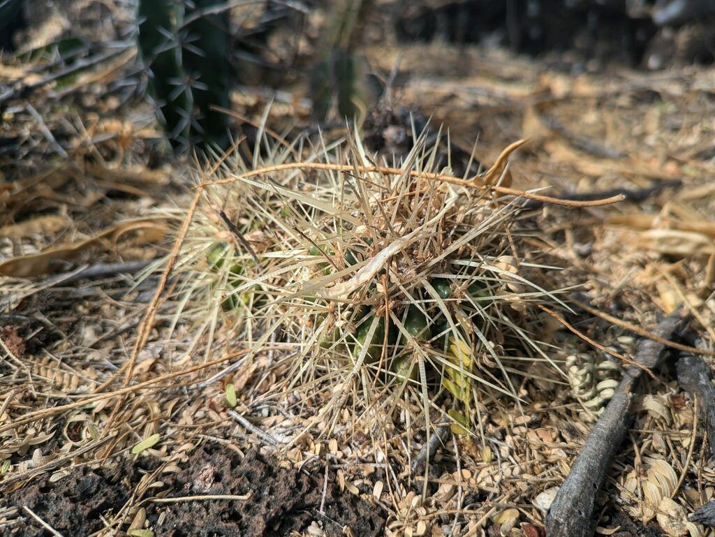 Golden Barrel Cactus in the wild