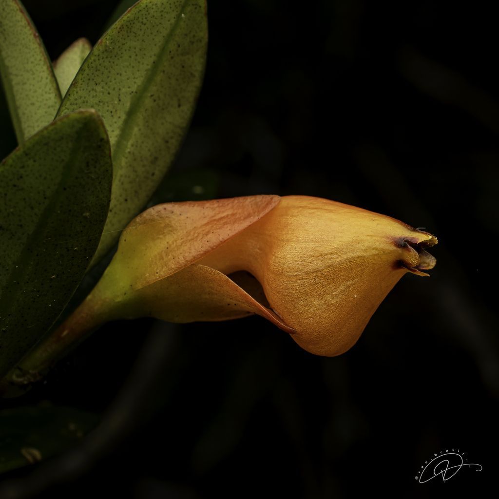 Goldfish Plant in the wild