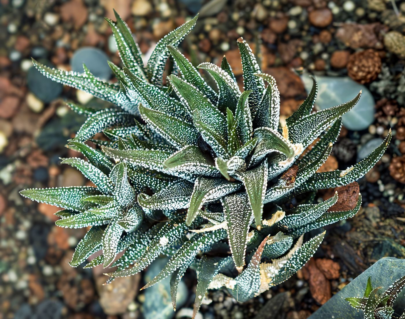 Zebra Haworthia in the wild