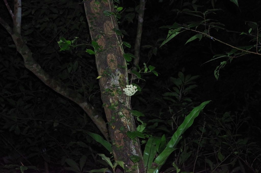 Wax Plant in the wild