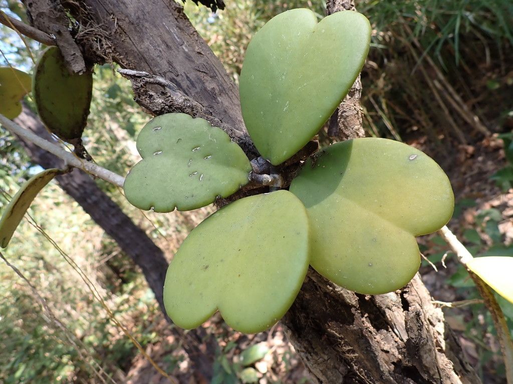 Sweetheart Hoya in the wild
