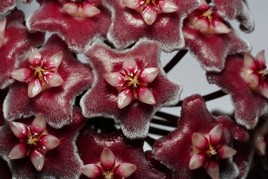 Hoya pubicalyx in the wild