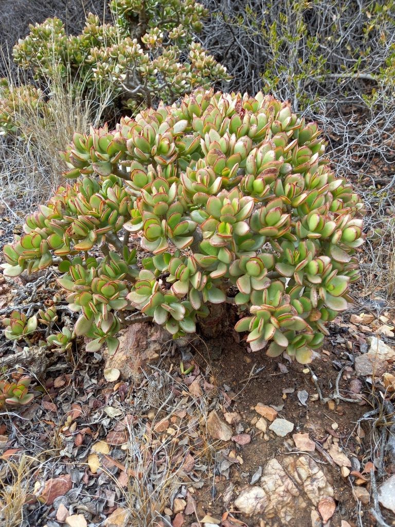 Jade Plant in the wild
