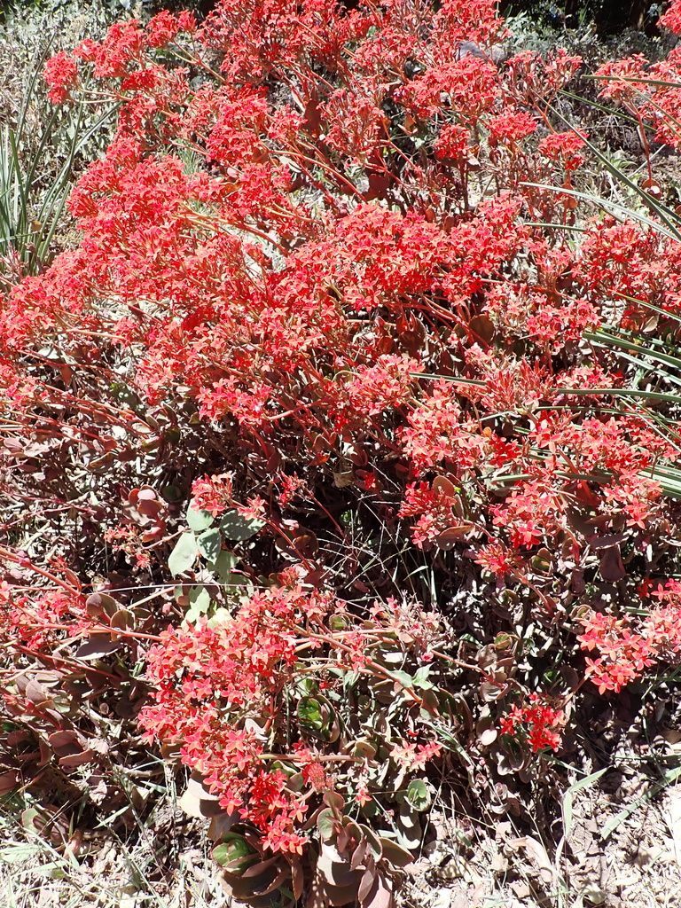 Kalanchoe in the wild