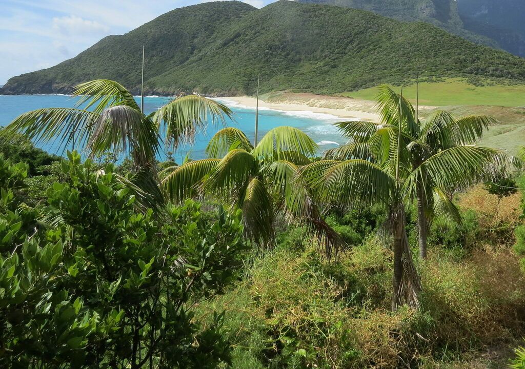 Kentia Palm in the wild