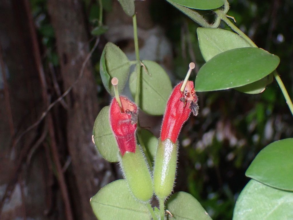 Lipstick Plant in the wild