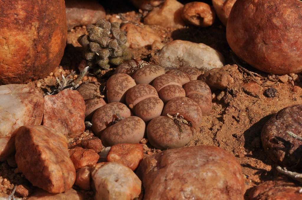 Lithops in the wild