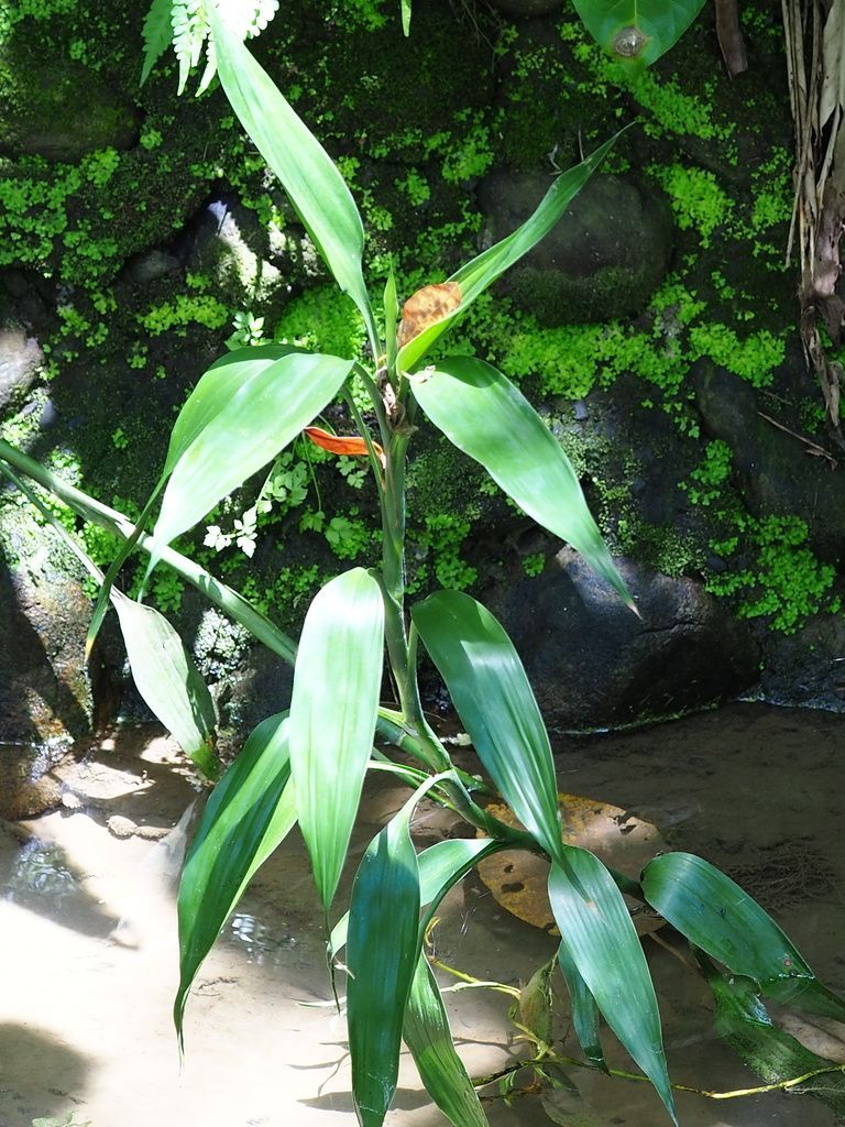 Lucky Bamboo in the wild