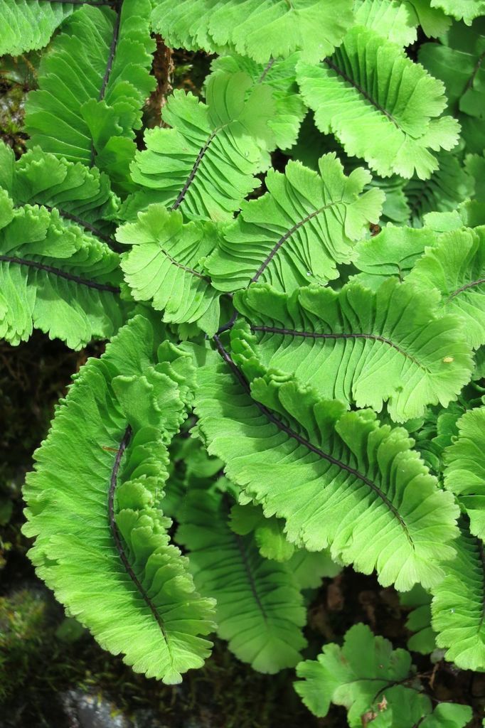 Maidenhair Fern in the wild