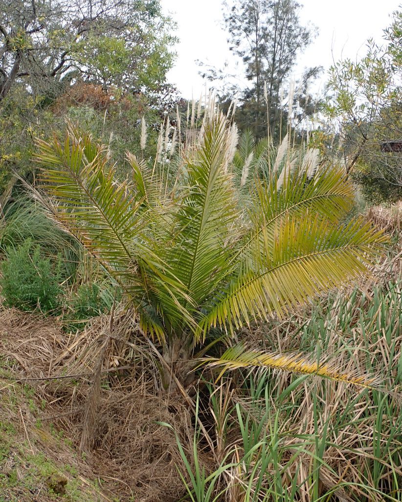 Majesty Palm in the wild