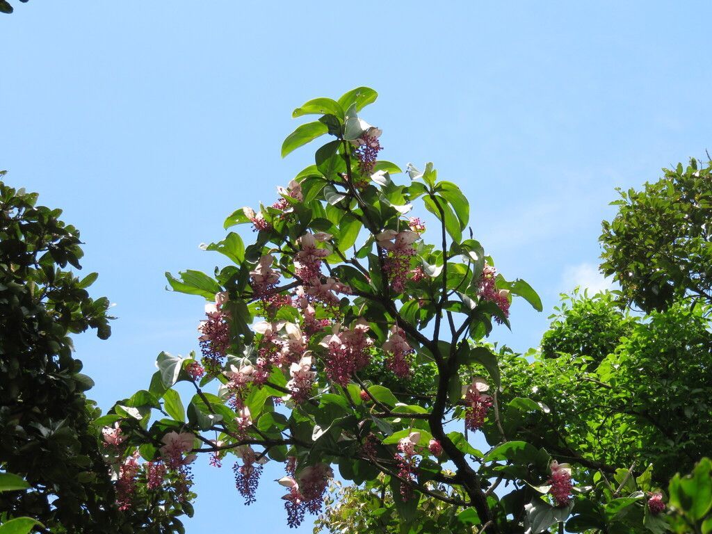 Medinilla in the wild