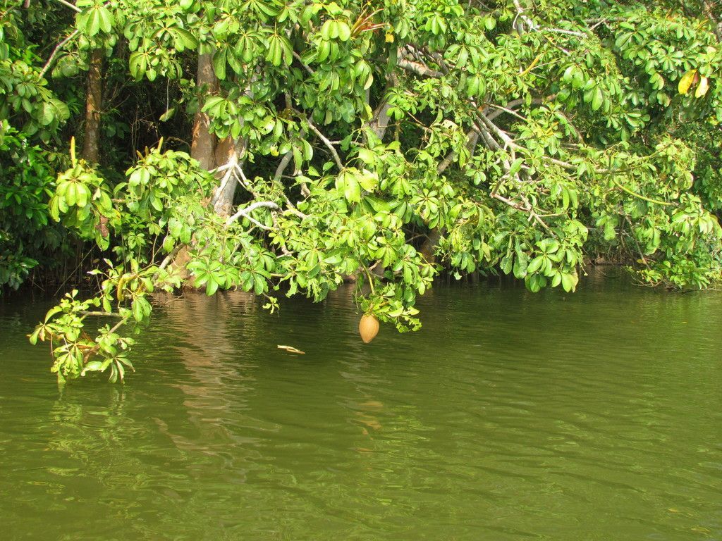 Money Tree in the wild