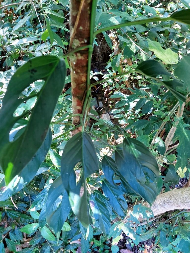 Monstera adansonii in the wild